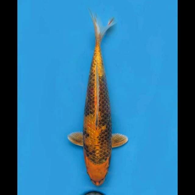 35cm Male - Kin Ki Utsuri Ginrin