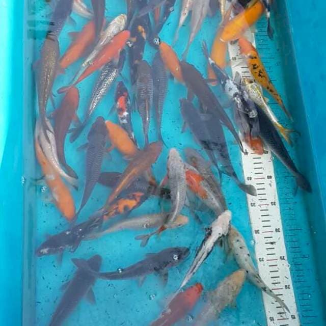 50 ikan antik antik