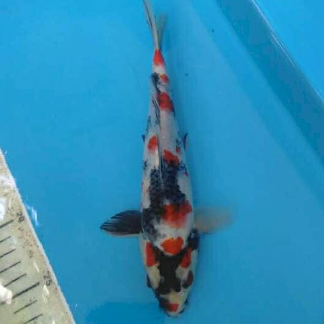 Showa Male