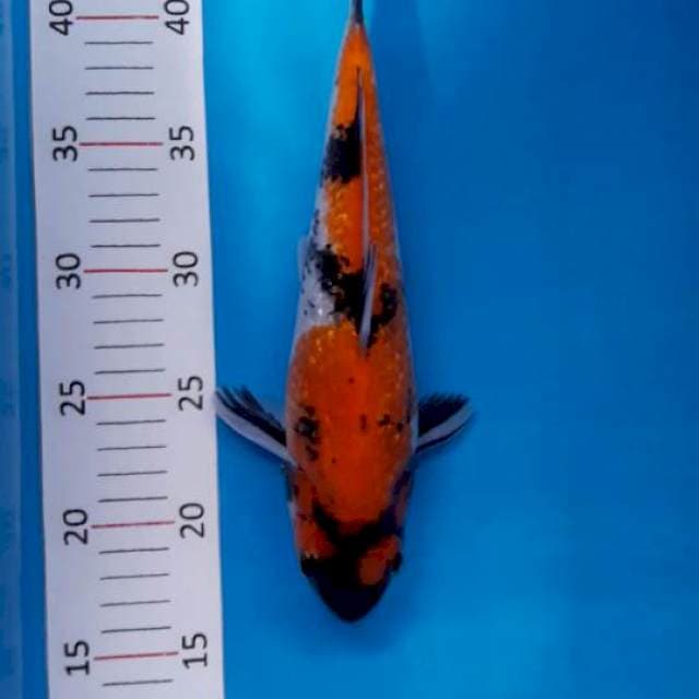 #Showa calon punuk 29cm
