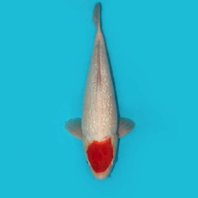 KOHAKU GINRIN 39 CM