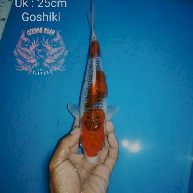 25up HQ Goshiki