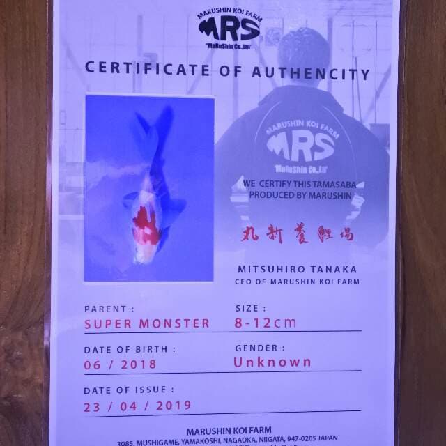 Tamasaba (Marushin) 9 cm. Import dan sertifikat