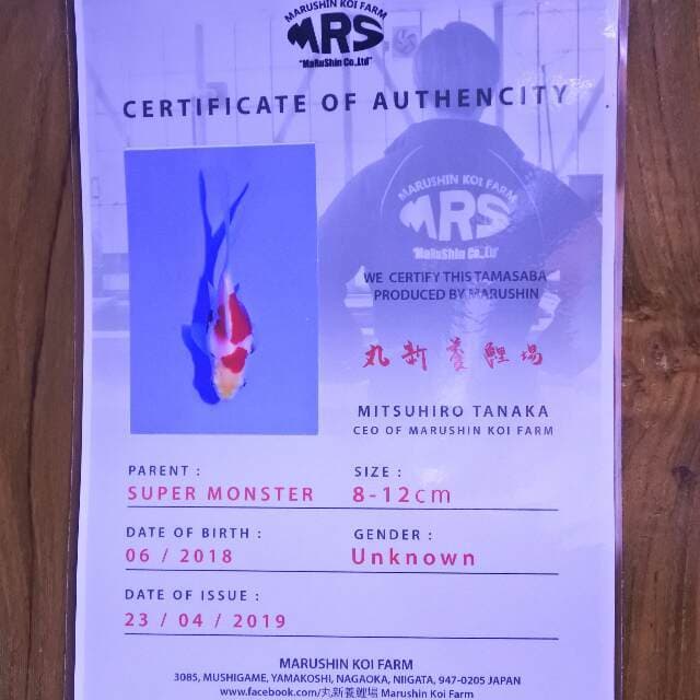 Tamasaba (Marushin) 14 cm. Import dan sertifikat