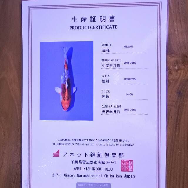 Kujaku (Aneto) 14 cm. Import dan sertifikat
