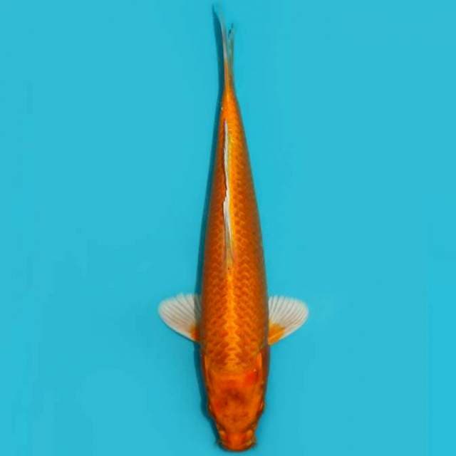 Ogon 26 cm
