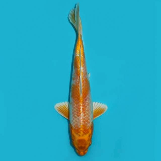 Hariwake Antik 26 cm