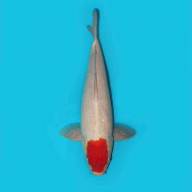 Tancho 40 cm