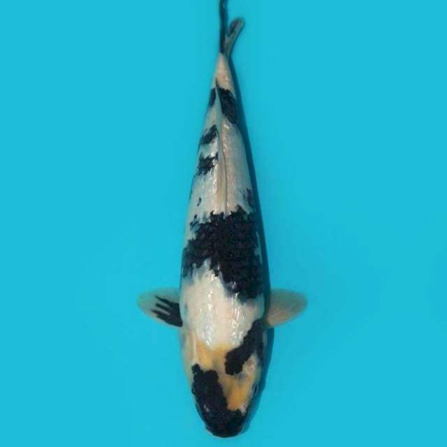 Shiro Ginrin 32 cm