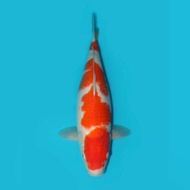 Kohaku 41 cm