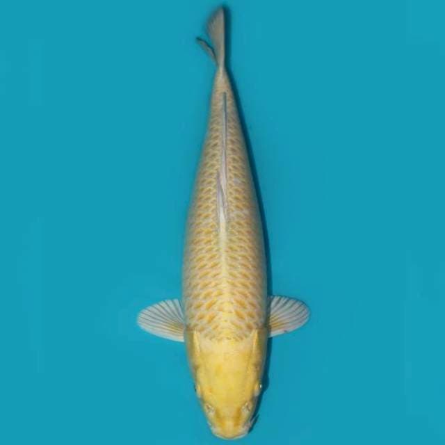 Ogon 42 cm