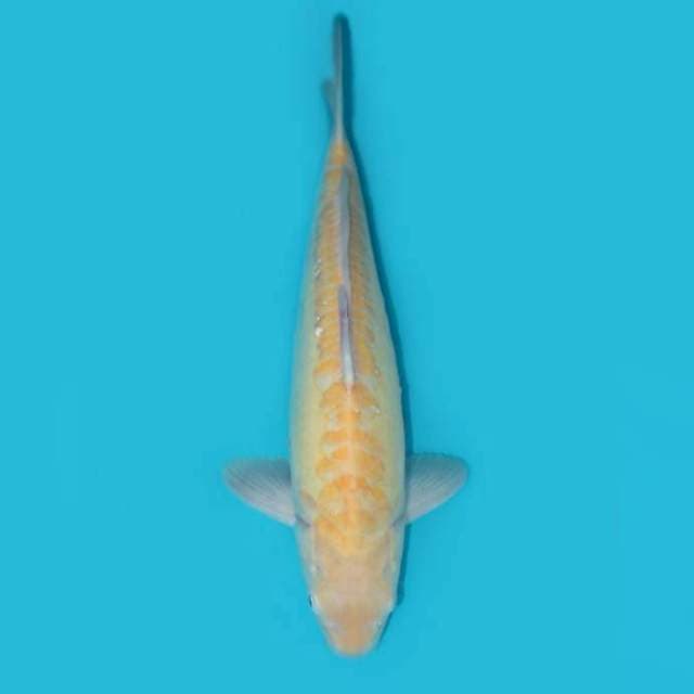Karashi 39 cm