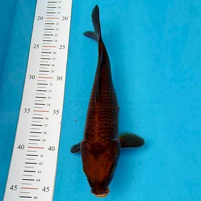 Chagoi tembaga