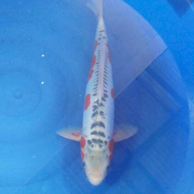 Shusui, Male 43 cm