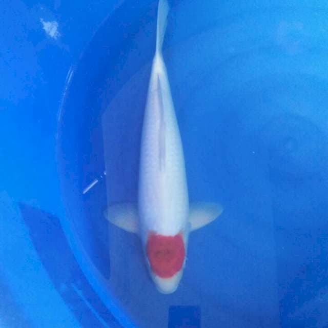 Tanco Ai goromo, male 47 cm