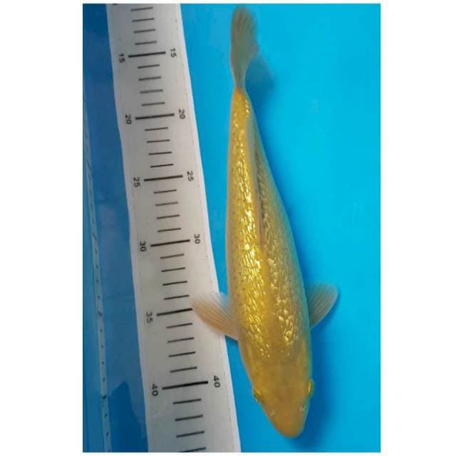 MIDORI GINRIN 30cm MALE
