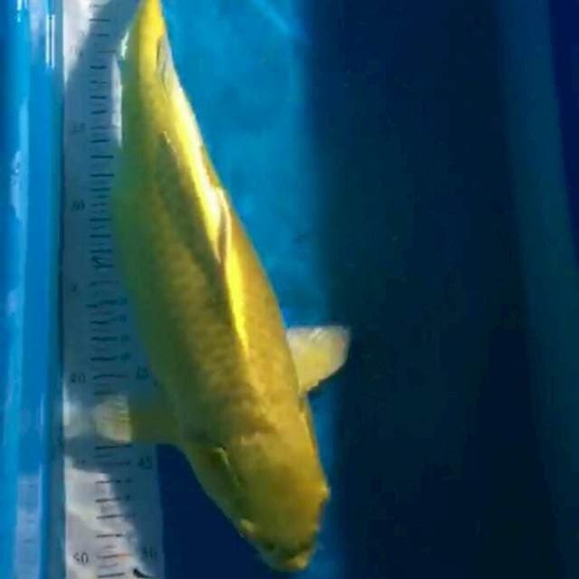 ogon 40 cm