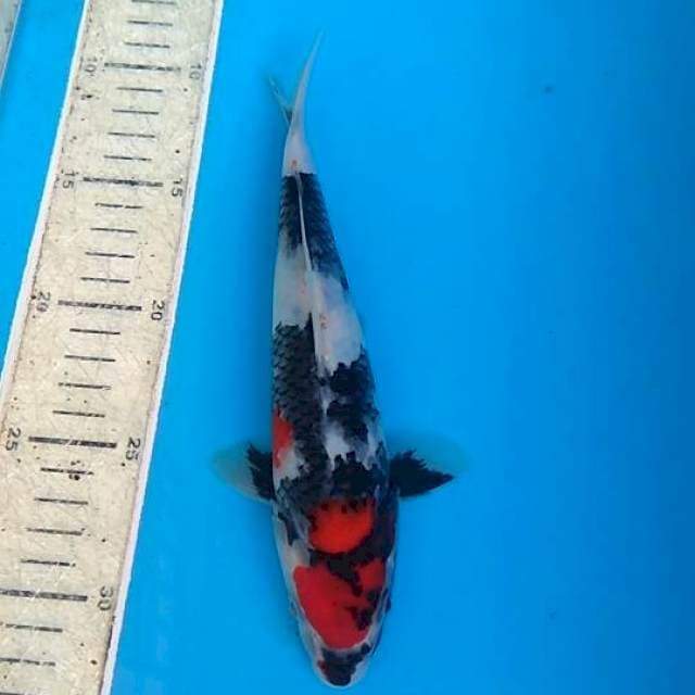 Showa 22cm