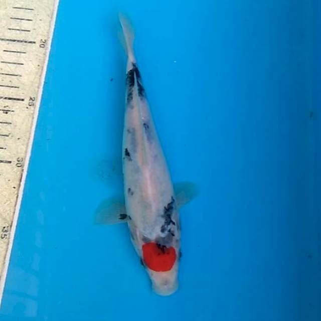 Tancho showa 21cm