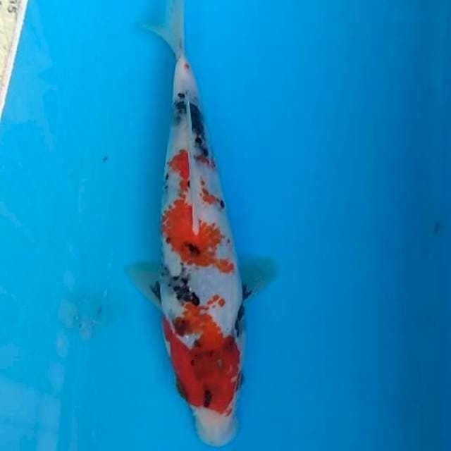 Showa 21cm