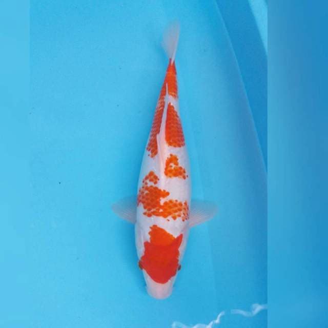 Kanoko Kohaku