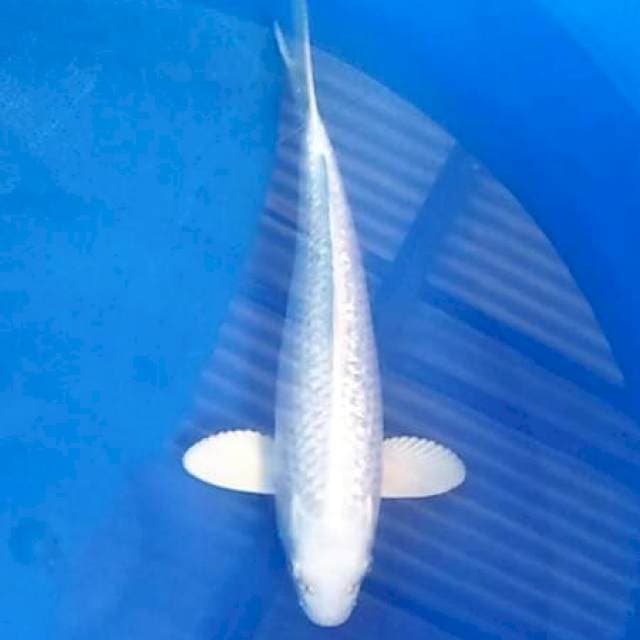 Platinum Ginrin 30 cm