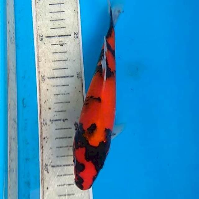 Hishowa 21cm