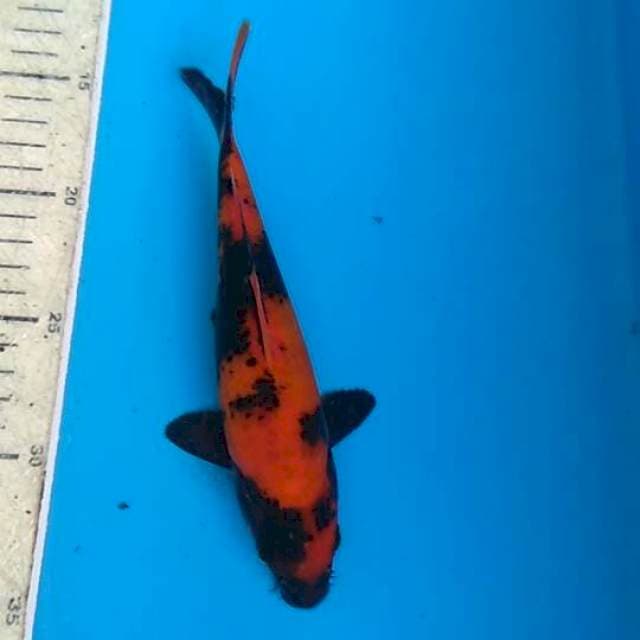 Utsuri 20cm