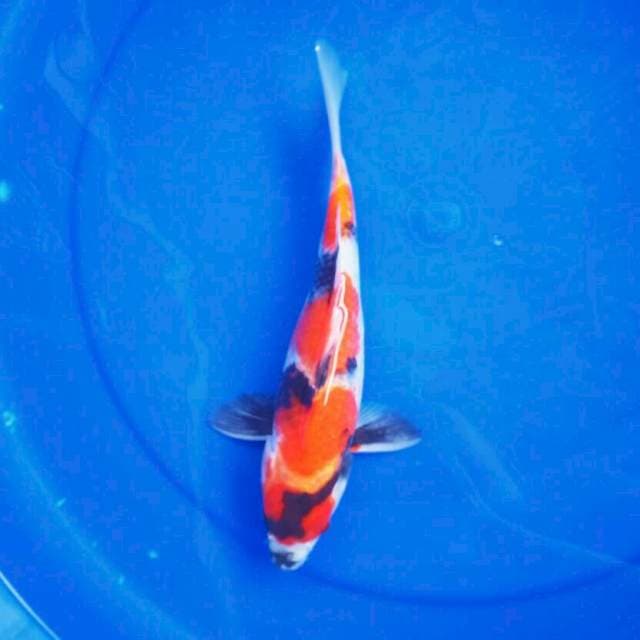 showa*27cm