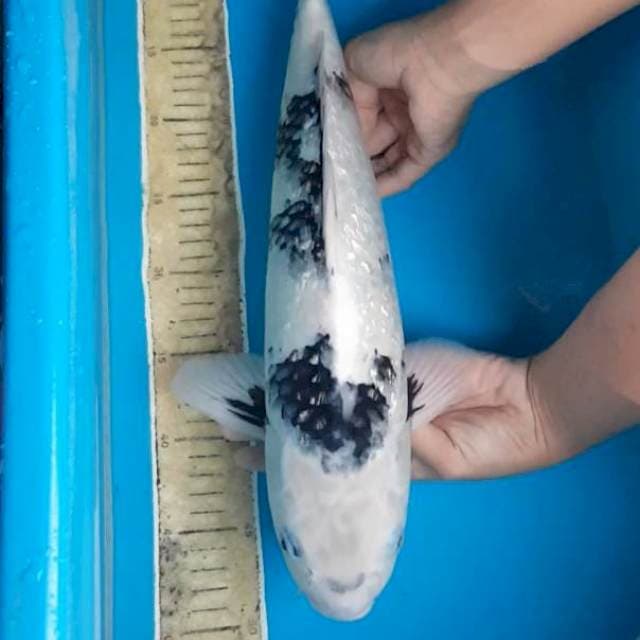 Shiro ginrin 44 cm