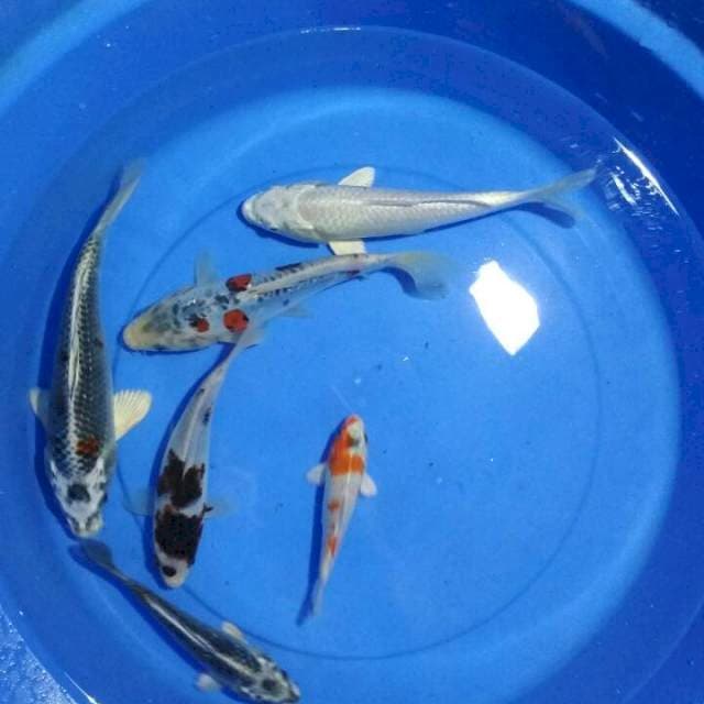 MIX