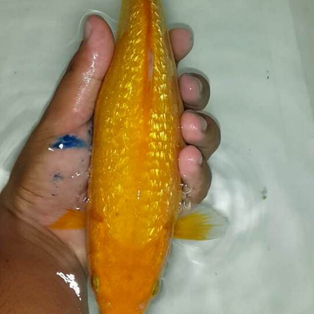Karasi ginrin