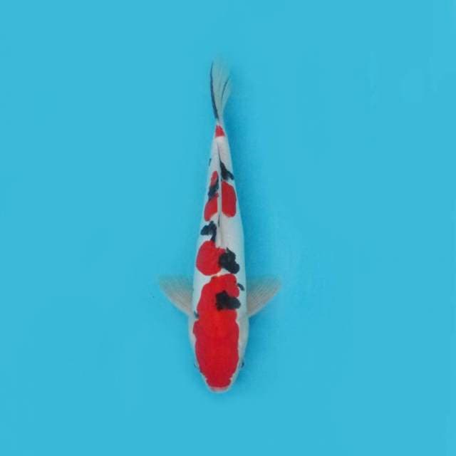 DOITSU SANKE_STRONG RED SQ