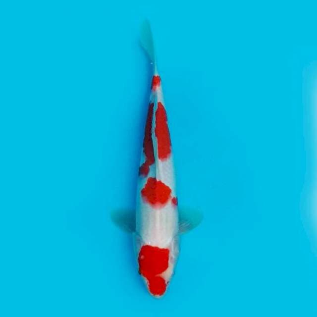 Kohaku 32 cm