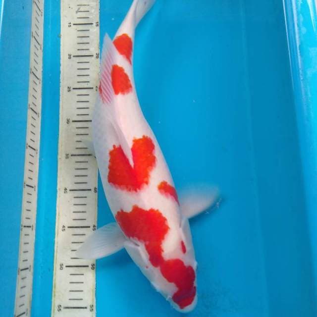 HWC (S of T)kohaku premium