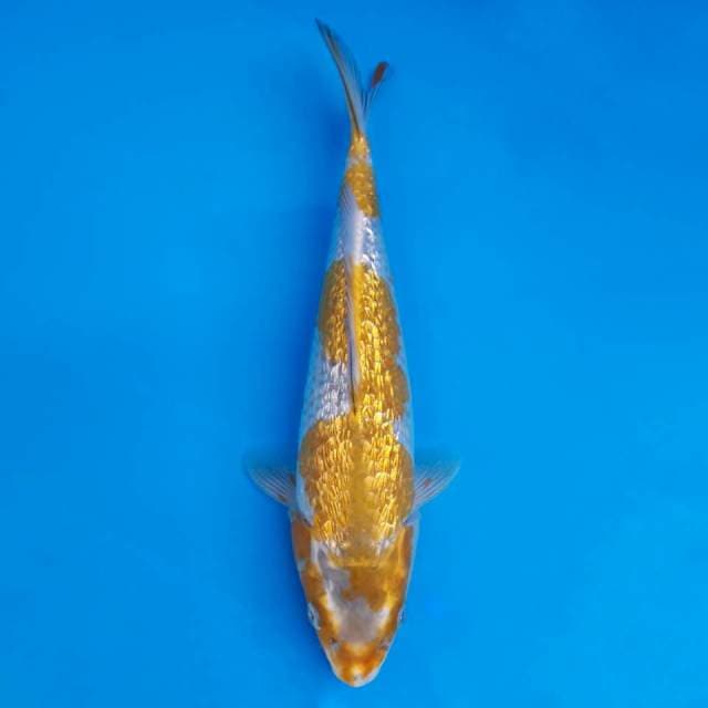 Gold fish