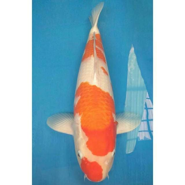 Ogata Jumbo Female Kohaku