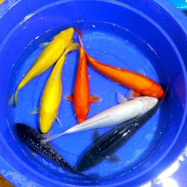Mik mujimono cantik 40bu-45cm