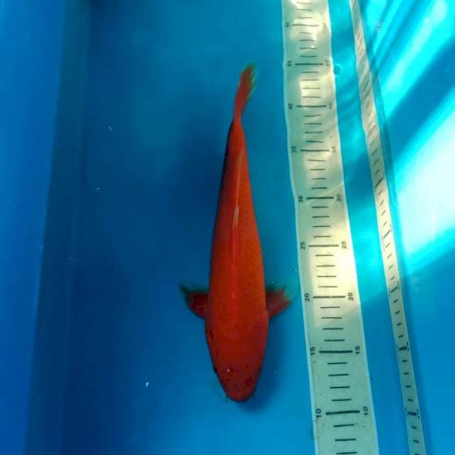 Aka Hajiro 30 cm