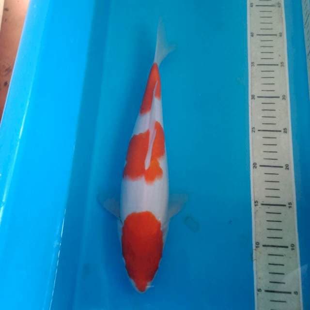 Kohaku 35 cm