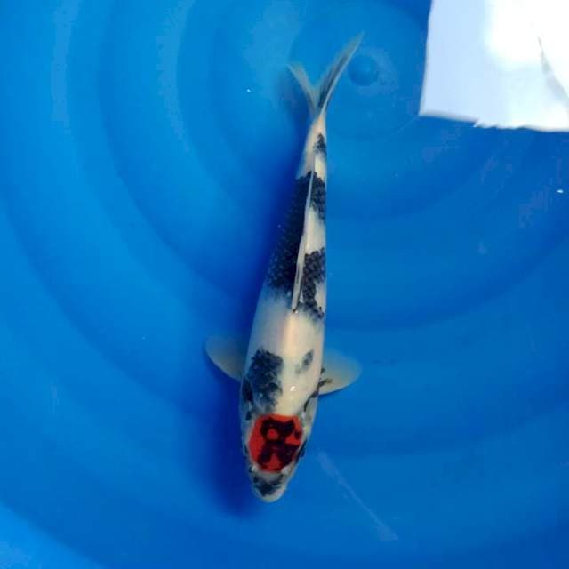 Tancho Showa ori 30 cm