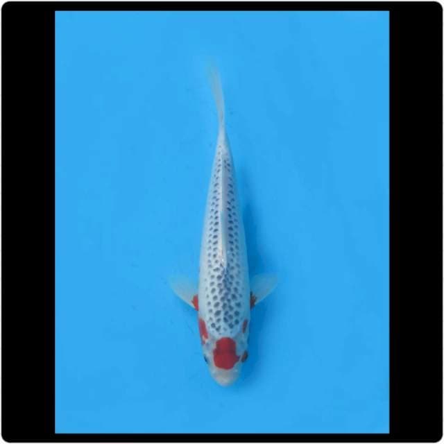 28cm - Male - Spesial Maruten Asagi Asli