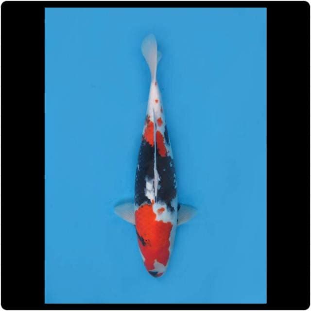 35cm - Female - Kindai Showa Calon Induk