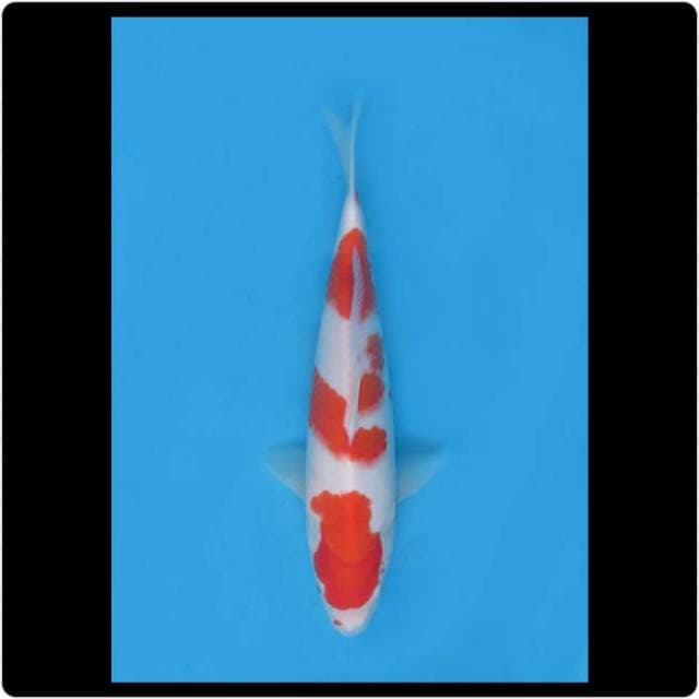 30cm - Male - Kohaku Ceplok