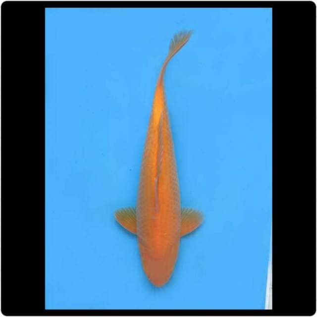 40cm - Male - Chagoi Lemon Jinak