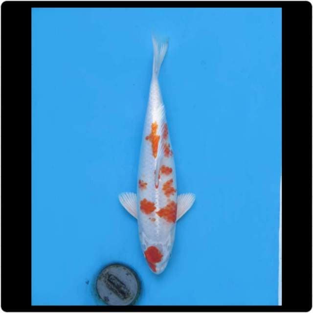 32cm - Female - Maruten Hariwake Full Hikari