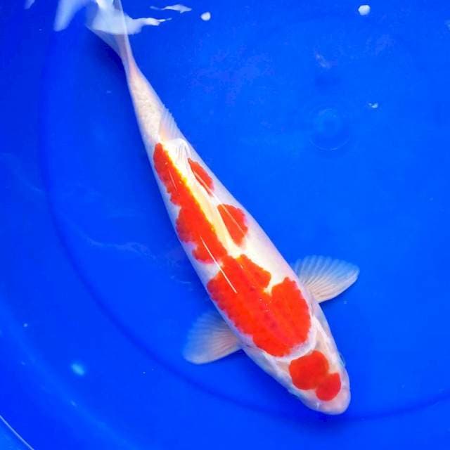 3. MARUTEN GEMBROT #33CM