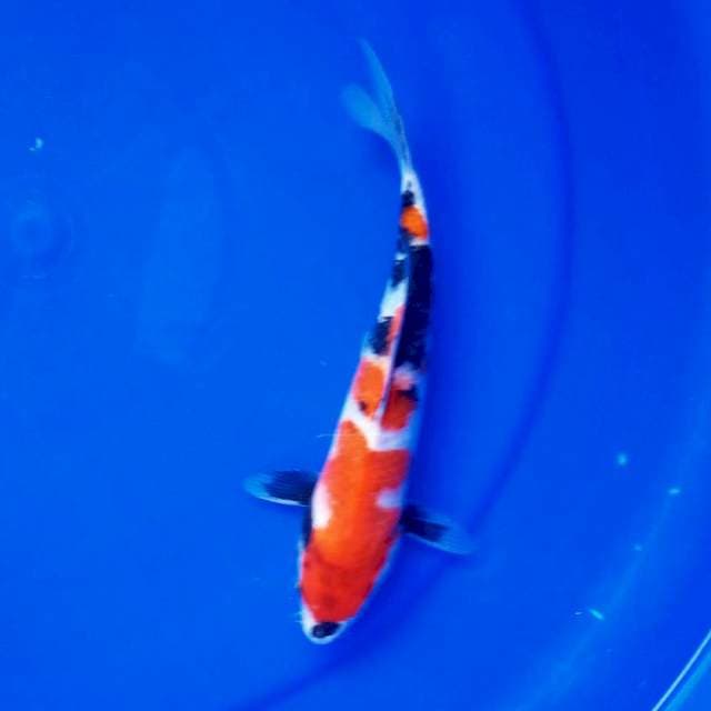 7. SHOWA #25CM