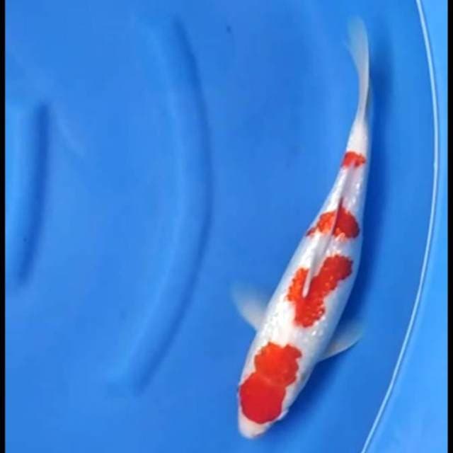 Kohaku yondan full ginrin