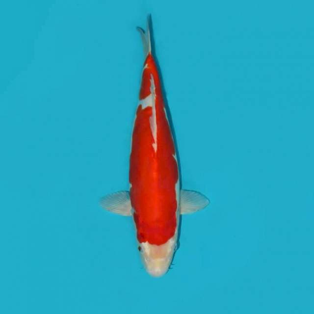 KOHAKU DOITSU 36 CM